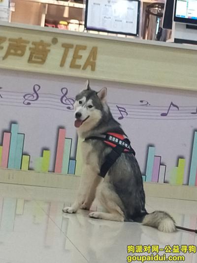 重庆市九龙坡区盘龙大道财信时光里附近走丢，它是一只非常可爱的宠物狗狗，希望它早日回家，不要变成流浪狗。