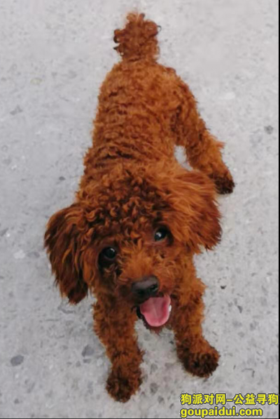 【天津找狗】，已找到，它是一只非常可爱的宠物狗狗，希望它早日回家，不要变成流浪狗。