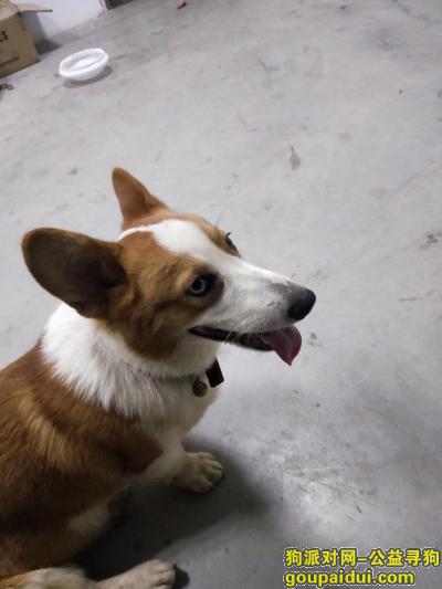 惠州寻狗主人，惠城水口东江高新区捡到一条柯基，它是一只非常可爱的宠物狗狗，希望它早日回家，不要变成流浪狗。