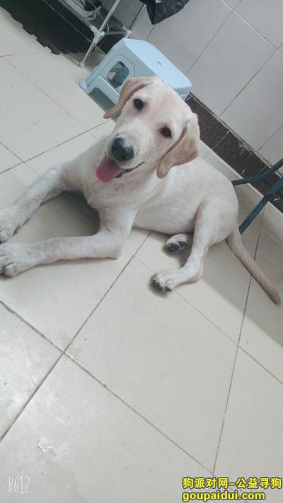 广州找狗，有没有人在天河石牌捡到拉布拉多？，它是一只非常可爱的宠物狗狗，希望它早日回家，不要变成流浪狗。