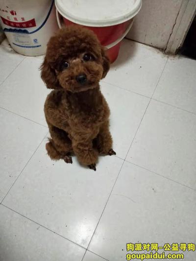 青岛找狗，寻狗启示～小泰迪棕色，它是一只非常可爱的宠物狗狗，希望它早日回家，不要变成流浪狗。