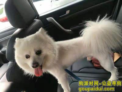 成都丢狗，2000元寻犬，白色银狐，5岁，它是一只非常可爱的宠物狗狗，希望它早日回家，不要变成流浪狗。