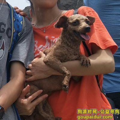 深圳寻狗网，找泰迪_亿亿（女宝宝），它是一只非常可爱的宠物狗狗，希望它早日回家，不要变成流浪狗。