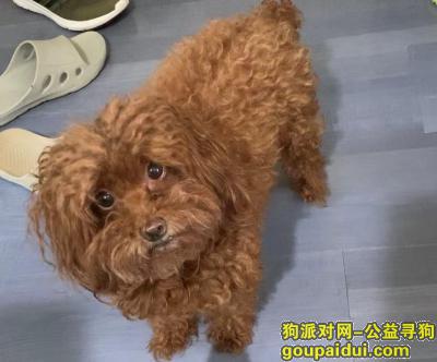 【天津找狗】，提供线索属实酬谢万元寻狗，它是一只非常可爱的宠物狗狗，希望它早日回家，不要变成流浪狗。