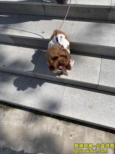 【哈尔滨找狗】，棕色泰迪狗狗求好心人送回，它是一只非常可爱的宠物狗狗，希望它早日回家，不要变成流浪狗。