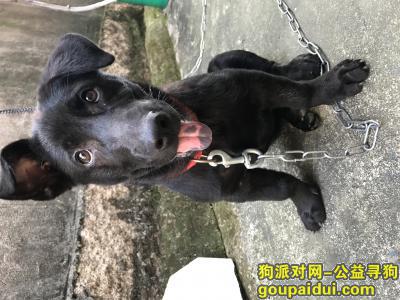 漳州寻狗，寻找爱犬，酬谢10000元，它是一只非常可爱的宠物狗狗，希望它早日回家，不要变成流浪狗。
