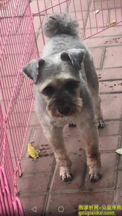 濮阳寻狗启示，8月25号兴化街4:30丢失，它是一只非常可爱的宠物狗狗，希望它早日回家，不要变成流浪狗。