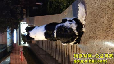 【重庆找狗】，4月13号在渝北区黄泥磅轻轨站走失，它是一只非常可爱的宠物狗狗，希望它早日回家，不要变成流浪狗。