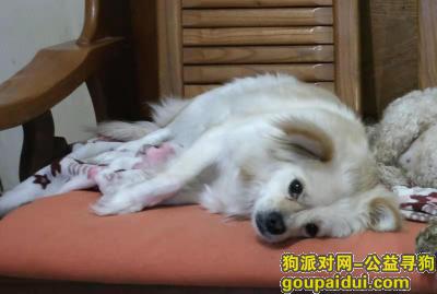青岛李沧区翠湖小区寻狗球球（6岁了），它是一只非常可爱的宠物狗狗，希望它早日回家，不要变成流浪狗。