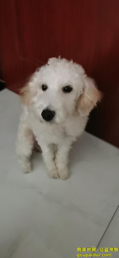 西安找狗主人，8月28日捡到黄白色泰迪犬，它是一只非常可爱的宠物狗狗，希望它早日回家，不要变成流浪狗。