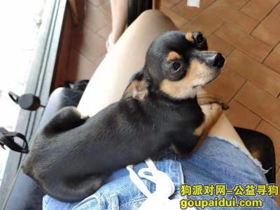上海松江区洞泾寻找小鹿犬回家，它是一只非常可爱的宠物狗狗，希望它早日回家，不要变成流浪狗。