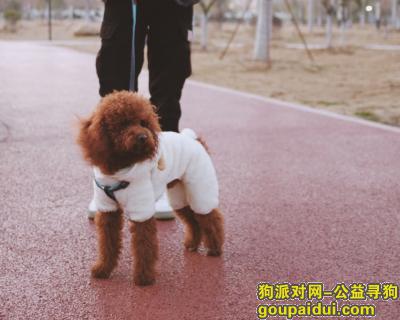【合肥找狗】，新站区陶冲湖城市广场一直只棕色泰迪走失，它是一只非常可爱的宠物狗狗，希望它早日回家，不要变成流浪狗。