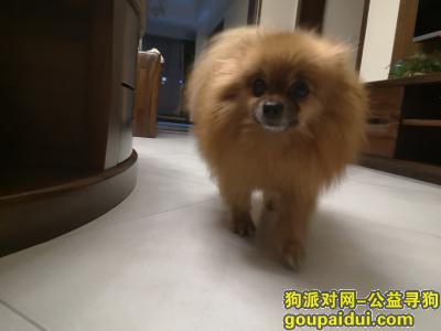 杭州寻狗网，寻找狗重金酬谢( •̥́ ˍ •̀ू )，它是一只非常可爱的宠物狗狗，希望它早日回家，不要变成流浪狗。