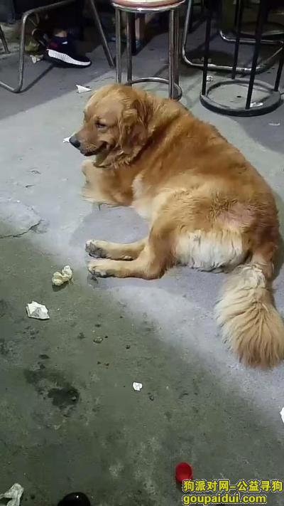 【上海找狗】，于8.29号晚上被人带走，它是一只非常可爱的宠物狗狗，希望它早日回家，不要变成流浪狗。