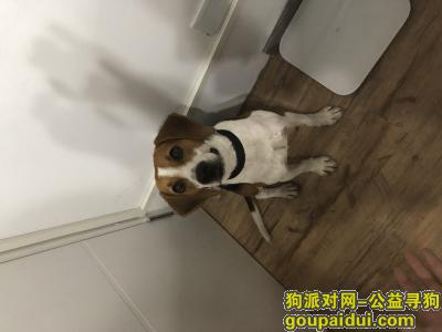 上海捡到狗，九亭捡到一只比格犬，请主人联系，它是一只非常可爱的宠物狗狗，希望它早日回家，不要变成流浪狗。