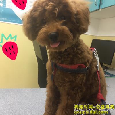 深圳找狗，松岗天虹棕色公泰迪丢失，它是一只非常可爱的宠物狗狗，希望它早日回家，不要变成流浪狗。