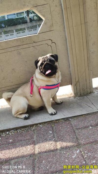 北京找狗，寻找2019-8-17晚在草桥公交站天桥上捡到元旦的那对善良父子，它是一只非常可爱的宠物狗狗，希望它早日回家，不要变成流浪狗。