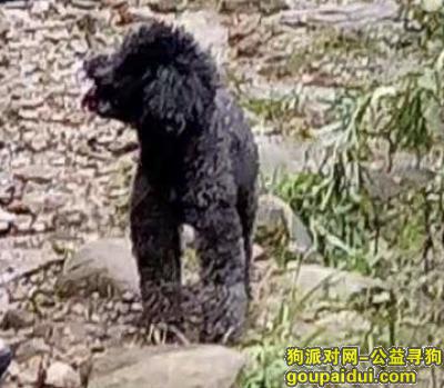 8月31日在辛家庙十字走失一只黑色泰迪，它是一只非常可爱的宠物狗狗，希望它早日回家，不要变成流浪狗。