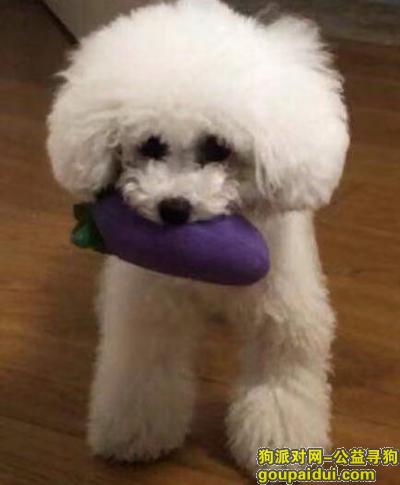 【无锡找狗】，无锡市梁溪区中储建材市场酬谢三千元寻找白色泰迪，它是一只非常可爱的宠物狗狗，希望它早日回家，不要变成流浪狗。