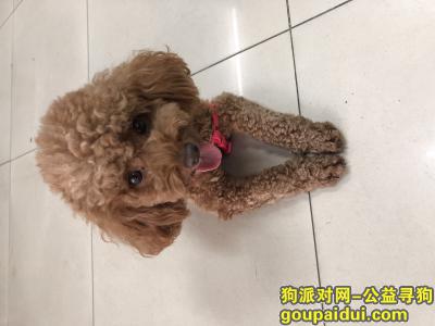 南京丢狗，好心人帮帮忙寻找一下爱狗，它是一只非常可爱的宠物狗狗，希望它早日回家，不要变成流浪狗。
