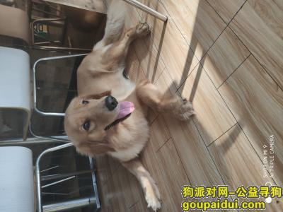 【广州捡到狗】，天河客运站家缘快餐9月3号，它是一只非常可爱的宠物狗狗，希望它早日回家，不要变成流浪狗。