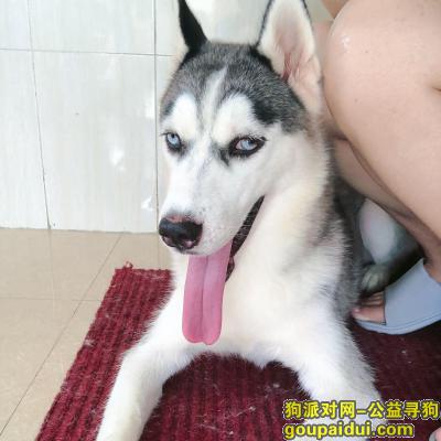 【广州找狗】，番禺南村寻jimjim哈士奇母1岁，它是一只非常可爱的宠物狗狗，希望它早日回家，不要变成流浪狗。
