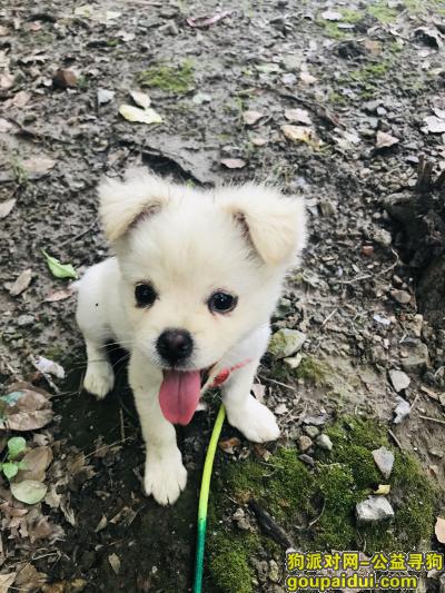 9月4号于浦东机场处丢失一只白色的小狗，很小，10斤左右。，它是一只非常可爱的宠物狗狗，希望它早日回家，不要变成流浪狗。