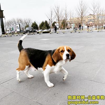 丢失比格犬，北京顺义 比格犬丢失  酬谢3000元，永久有效，它是一只非常可爱的宠物狗狗，希望它早日回家，不要变成流浪狗。
