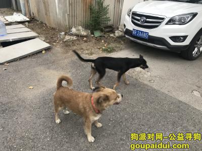 北京找狗，北京朝阳东五环重金寻狗 跪谢，它是一只非常可爱的宠物狗狗，希望它早日回家，不要变成流浪狗。