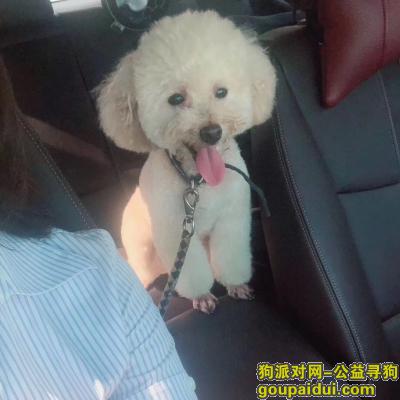 杭州找狗，9.3日浙江杭州大江东临江纬五路3888号杭州富易捷实业门口丢失香槟色泰迪，它是一只非常可爱的宠物狗狗，希望它早日回家，不要变成流浪狗。