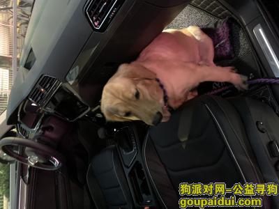 深圳寻狗，寻找母金毛11个月大，它是一只非常可爱的宠物狗狗，希望它早日回家，不要变成流浪狗。