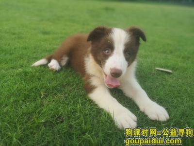 【广州找狗】，各位好心人，有没有看到这只小边牧，它是一只非常可爱的宠物狗狗，希望它早日回家，不要变成流浪狗。