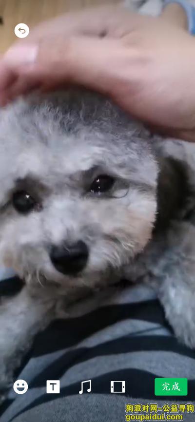 【上海找狗】，寻找走失爱犬灰泰迪乐乐，它是一只非常可爱的宠物狗狗，希望它早日回家，不要变成流浪狗。