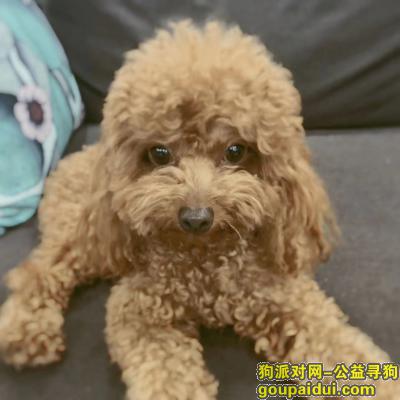 【天津找狗】，5000寻棕色泰迪天津西青张家窝，它是一只非常可爱的宠物狗狗，希望它早日回家，不要变成流浪狗。