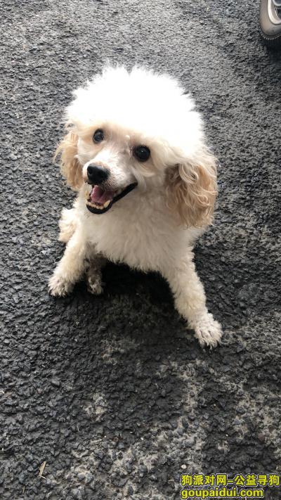 济南寻狗，2019年9月11日下午4点，在天桥区堤口路白癜风医院附近捡到贵宾一只，它是一只非常可爱的宠物狗狗，希望它早日回家，不要变成流浪狗。