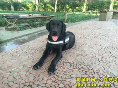 寻找黑色拉布拉多弟弟2岁半70斤左右，它是一只非常可爱的宠物狗狗，希望它早日回家，不要变成流浪狗。