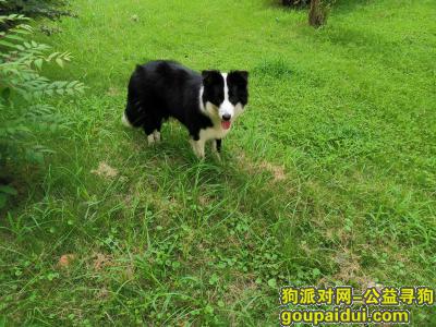 【南京找狗】，黑白边牧一岁，请捡到的好心人送回，重谢！，它是一只非常可爱的宠物狗狗，希望它早日回家，不要变成流浪狗。