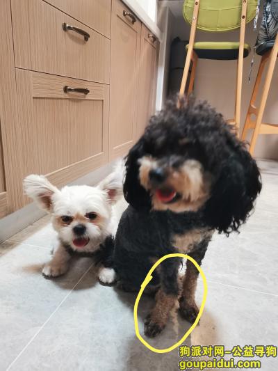 【北京找狗】，北京昌平区泰迪铁包金走失，它是一只非常可爱的宠物狗狗，希望它早日回家，不要变成流浪狗。