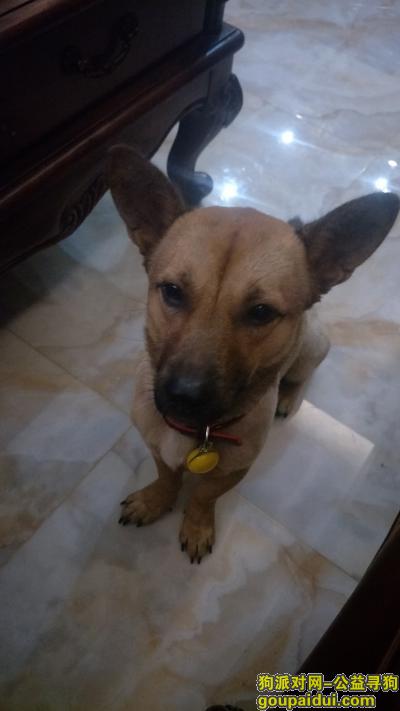 找狗狗 9月12号弹子石 国际社区江御附近走丢！！！，它是一只非常可爱的宠物狗狗，希望它早日回家，不要变成流浪狗。