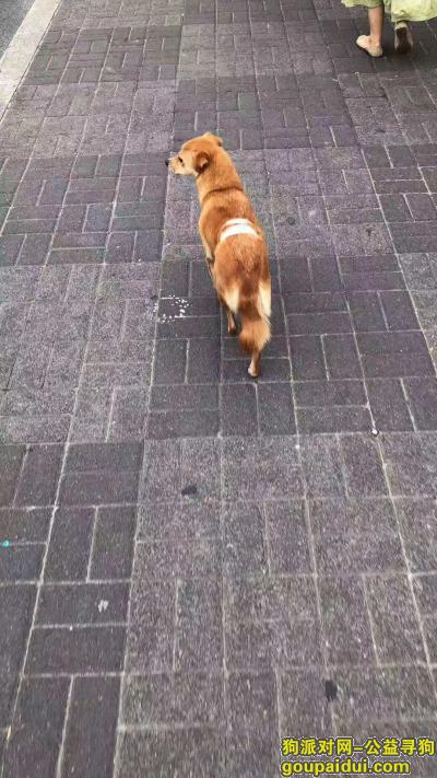 【上海找狗】，2019年9月9日漕宝路钦州路路口的黄色雌性小串串狗走失，它是一只非常可爱的宠物狗狗，希望它早日回家，不要变成流浪狗。