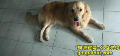 恳请深圳的朋友帮忙转发 寻找爱犬DOGGY，它是一只非常可爱的宠物狗狗，希望它早日回家，不要变成流浪狗。