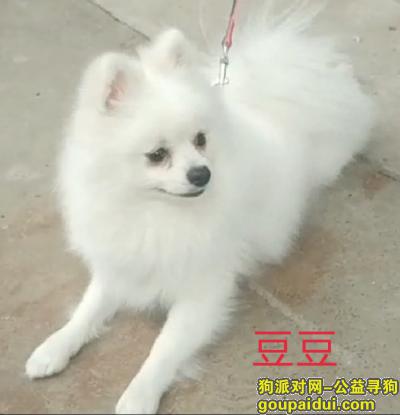 郑州寻狗网，重金寻狗，豆豆回来吧，它是一只非常可爱的宠物狗狗，希望它早日回家，不要变成流浪狗。