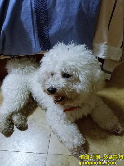 【长沙捡到狗】，女子大学附近捡到一只白色比熊(or泰迪)，它是一只非常可爱的宠物狗狗，希望它早日回家，不要变成流浪狗。