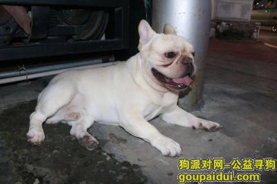 温州寻狗启示，乐清狗狗丹霞路伯乐西路交叉口附近 名叫雪碧，它是一只非常可爱的宠物狗狗，希望它早日回家，不要变成流浪狗。