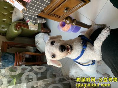 天津找狗，天津中北镇白色剃毛比熊，它是一只非常可爱的宠物狗狗，希望它早日回家，不要变成流浪狗。