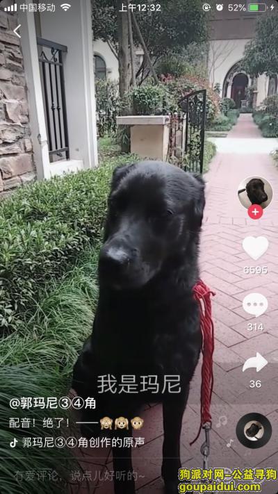 杭州找狗，临平龙湖香醍溪岸附近走丢拉布拉多，它是一只非常可爱的宠物狗狗，希望它早日回家，不要变成流浪狗。