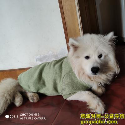 郫县红光西华大学南门丢失萨摩耶，它是一只非常可爱的宠物狗狗，希望它早日回家，不要变成流浪狗。