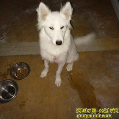 谁狗走了在张江路孙桥路，它是一只非常可爱的宠物狗狗，希望它早日回家，不要变成流浪狗。
