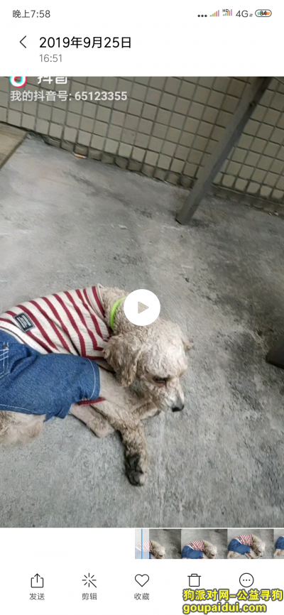 【重庆捡到狗】，沙坪坝区土主镇公交车终点，它是一只非常可爱的宠物狗狗，希望它早日回家，不要变成流浪狗。