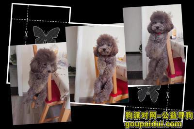 天津市梅江附近走丢一只灰色泰迪，它是一只非常可爱的宠物狗狗，希望它早日回家，不要变成流浪狗。